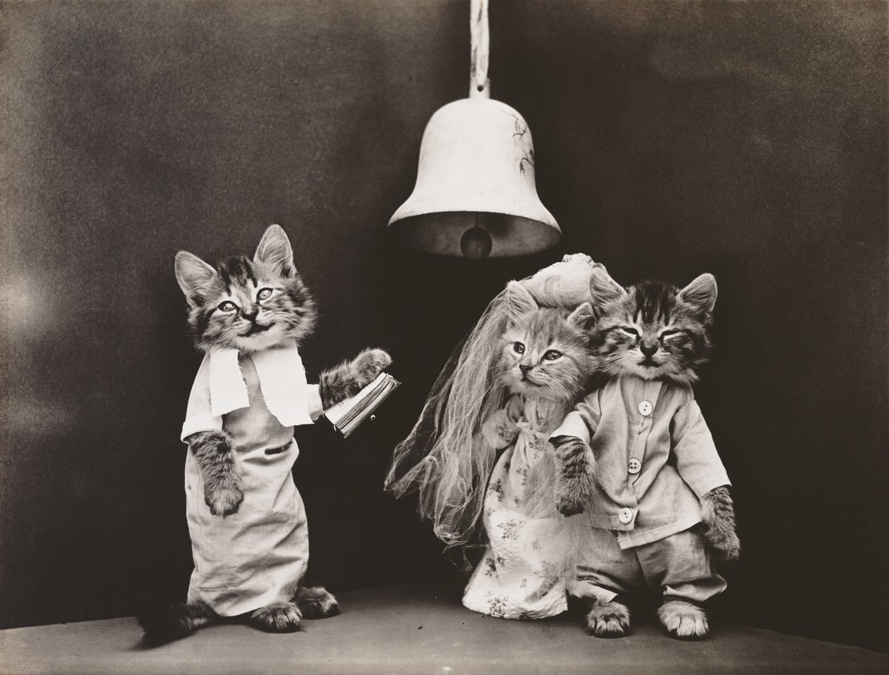 Série des chatons : Mariage, vers 1914 (tirage argentique) - Harry Whittier Frees