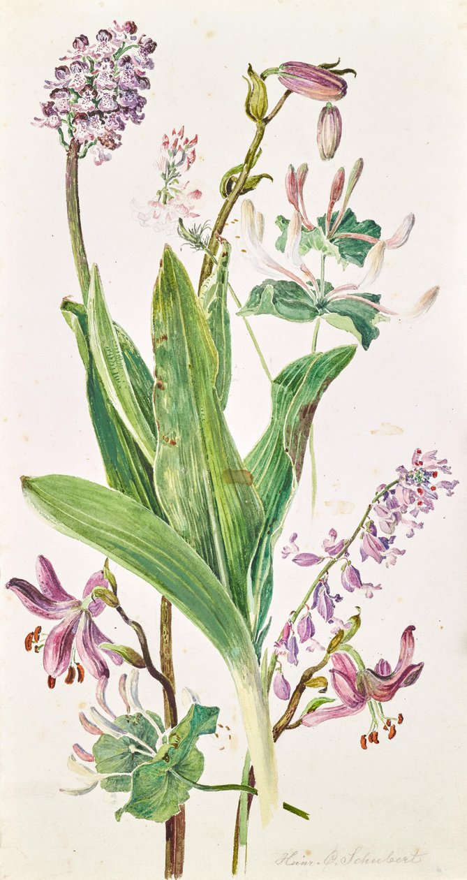 turquoise, orchis, geisha - Heinrich Carl Schubert