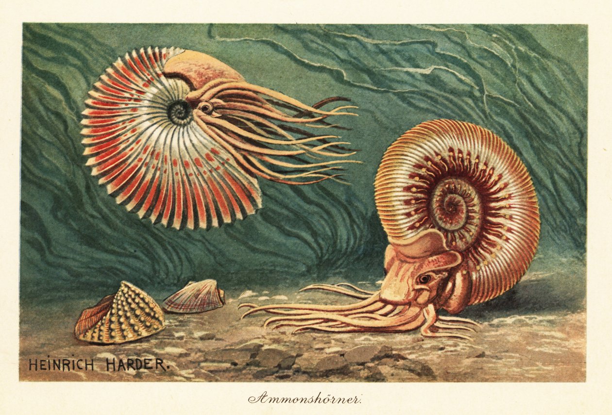 Ammonites éteintes nageant dans l