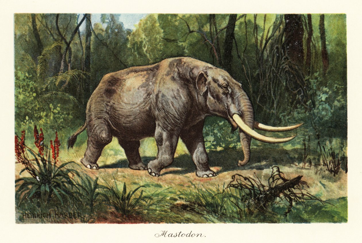 Mastodonte du genre éteint Mammuthus, 1908 - Heinrich Harder