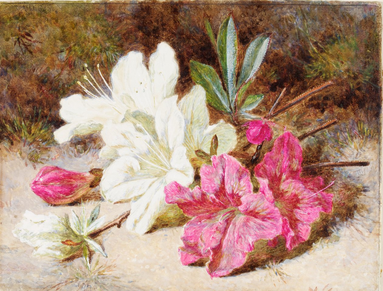 Fleur d