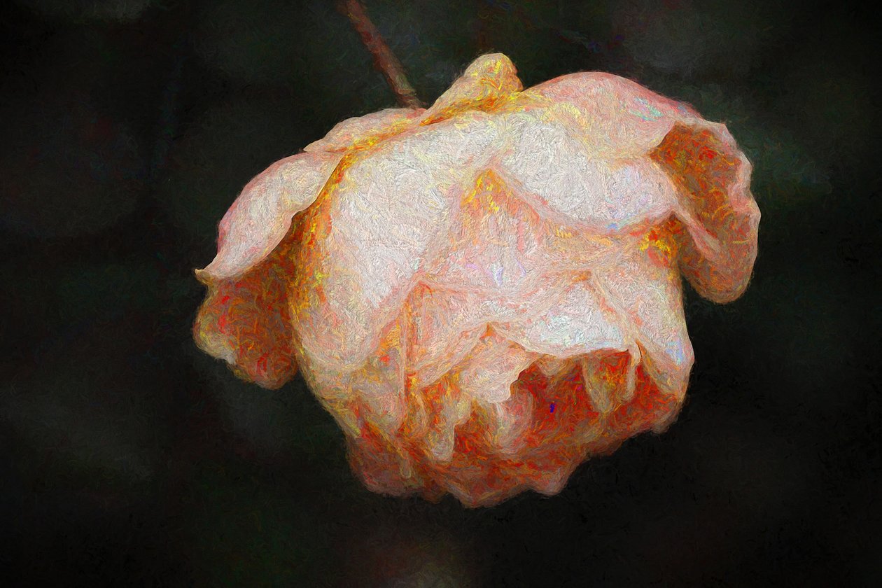 Floraison, 2018 - Helen White