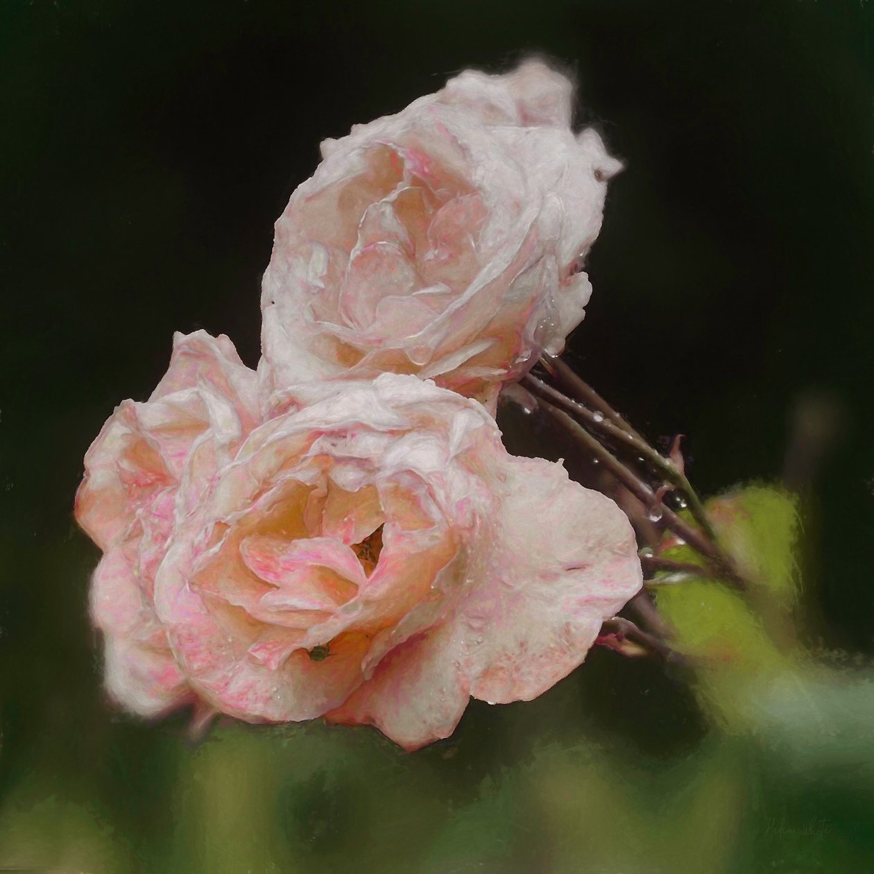 Roses blush, 2018 - Helen White