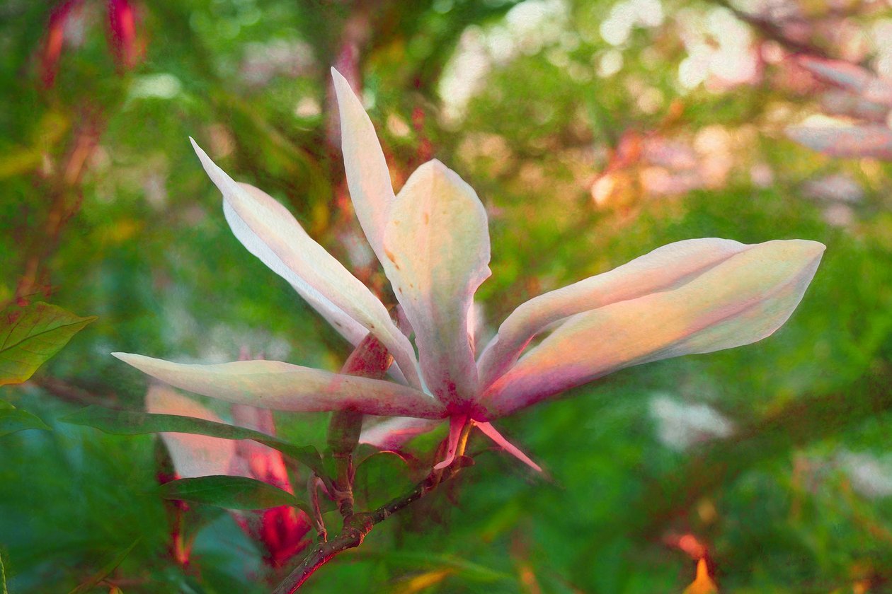 Magnolia, 2018 - Helen White