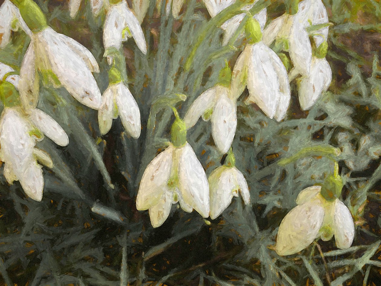 Perce-neige, 2019 - Helen White