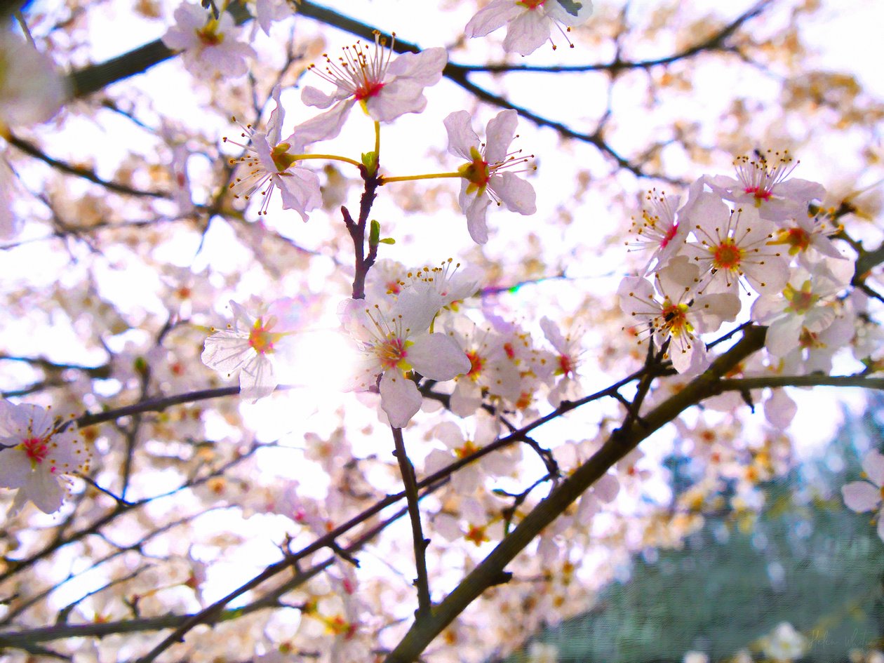 Fleur de printemps - Helen White