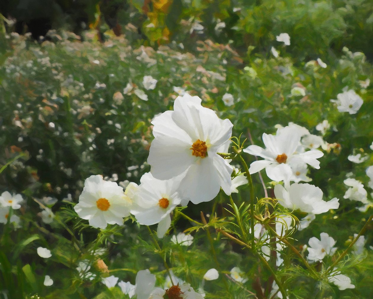Le jardin blanc - Helen White
