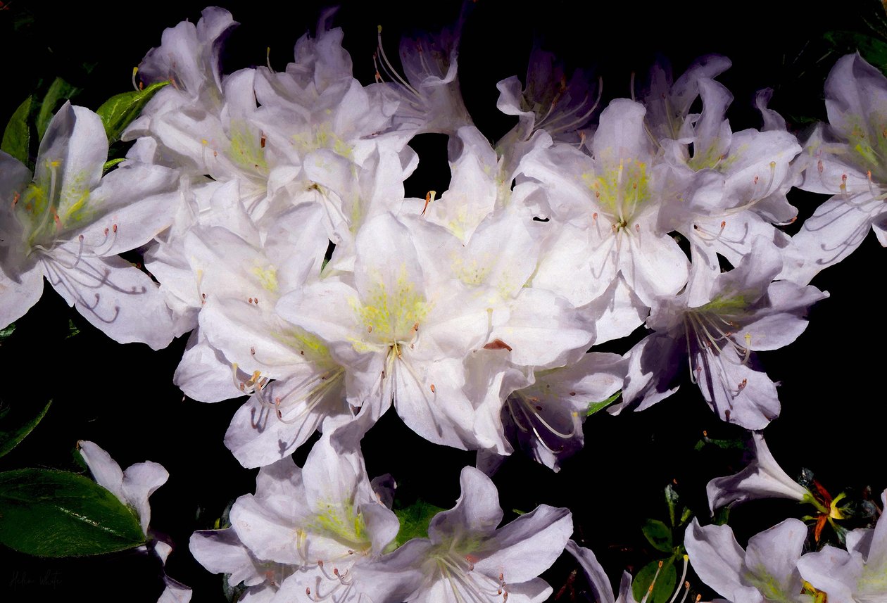 Azalées blanches - Helen White