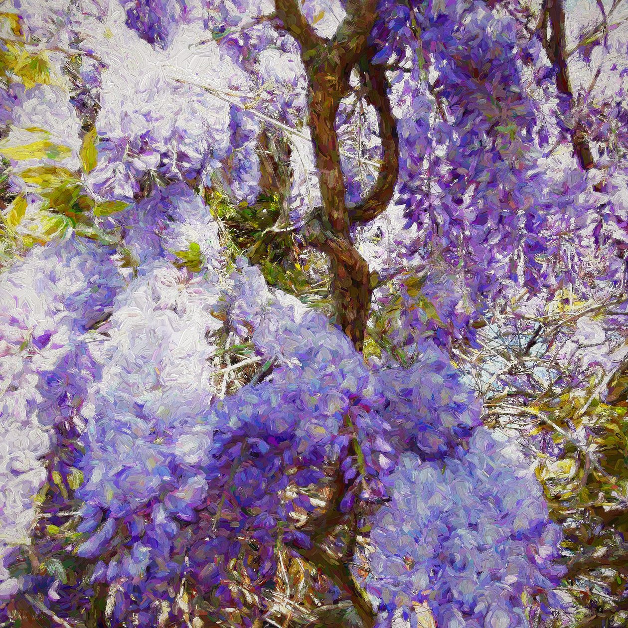 Glycine - Helen White