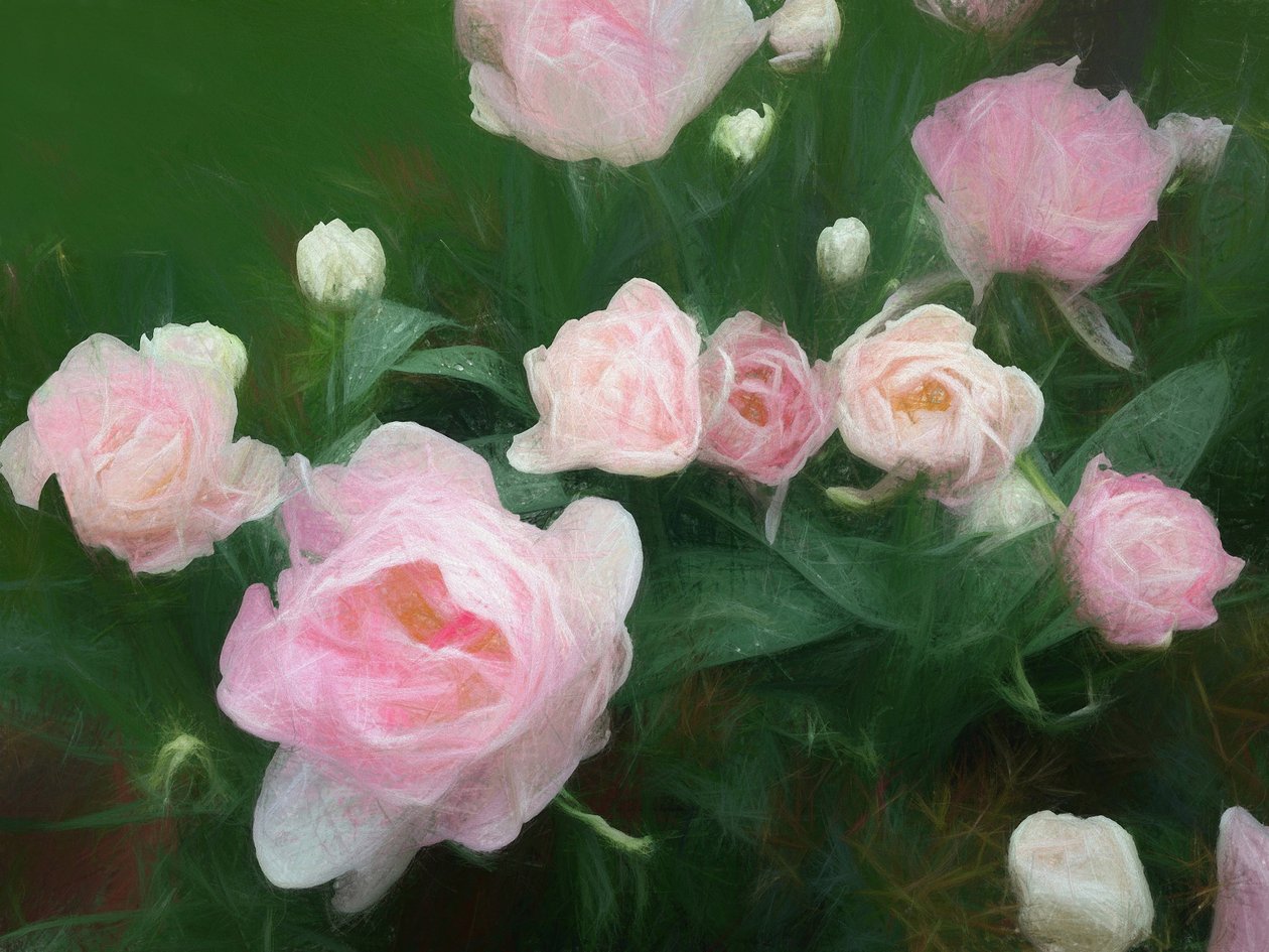 Lit de roses - Helen White