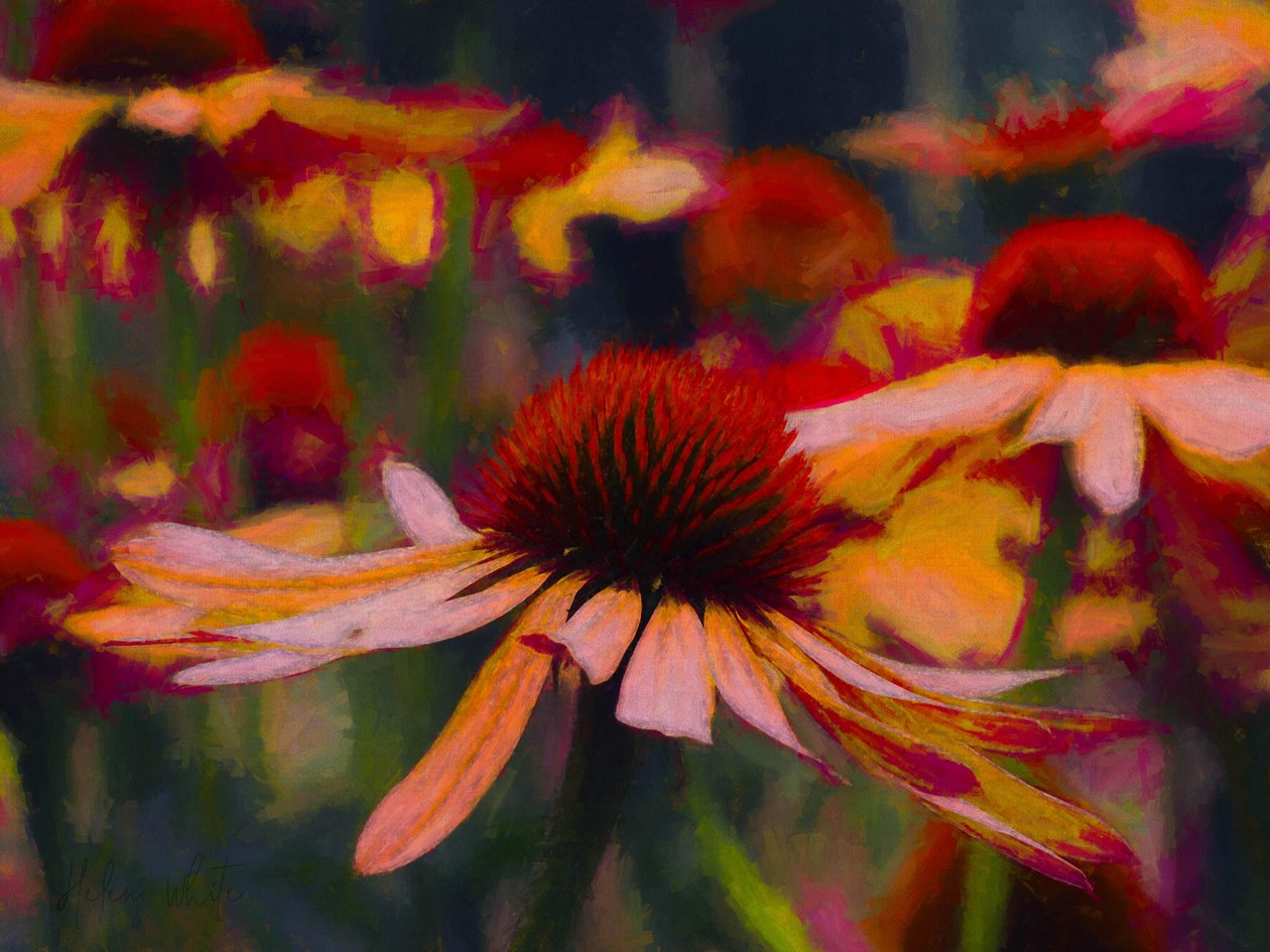 Daisy Daisy, 2019 - Helen White