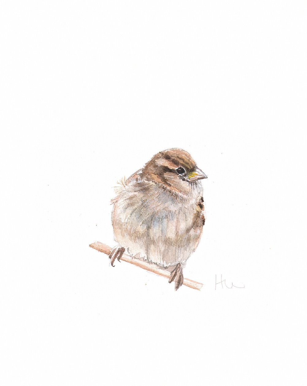 Moineau femelle III, 2022 - Helen White