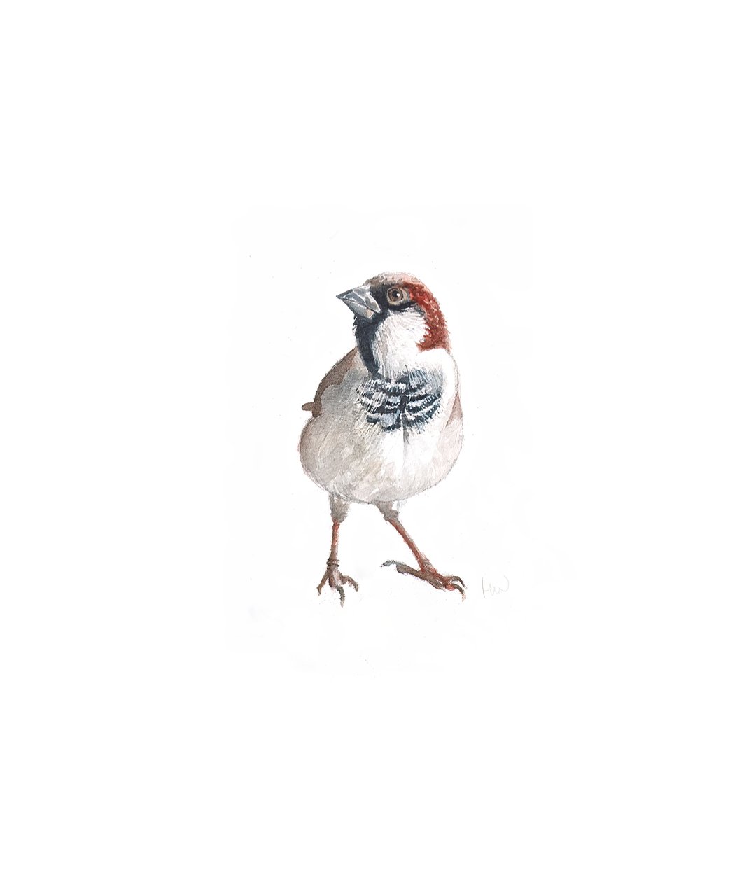 Moineau mâle III, 2022 - Helen White