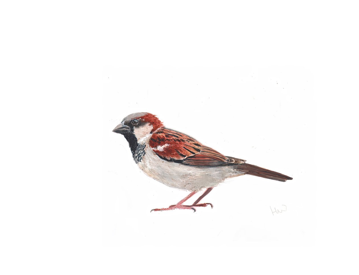 Moineau mâle II, 2022 - Helen White