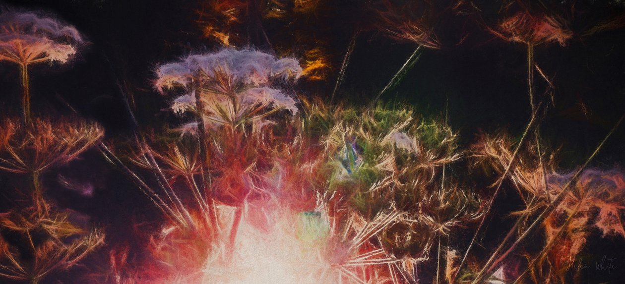 Haie radieuse, 2018 - Helen White