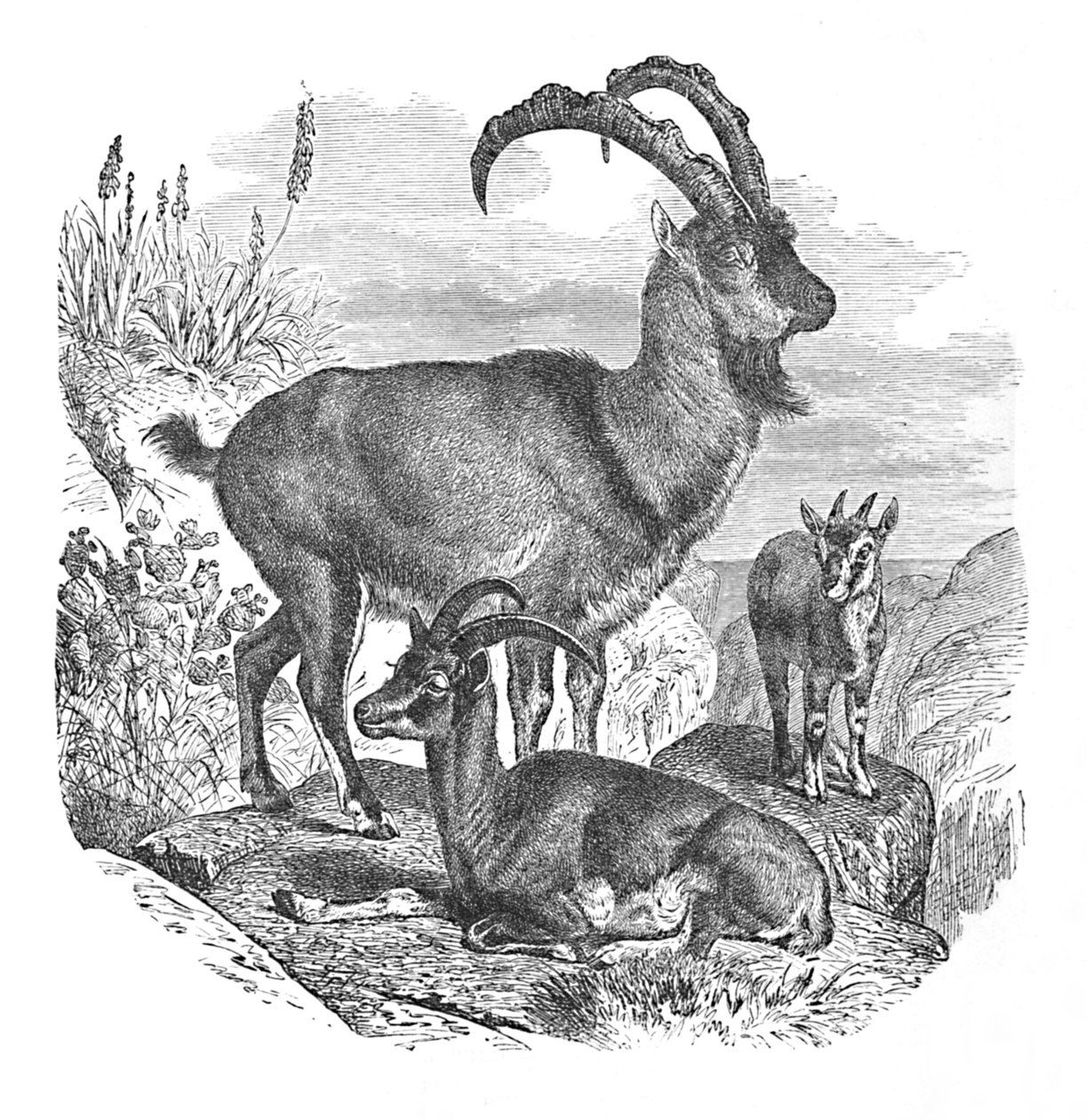 Chèvres sauvages persanes - Helena J. Maguire