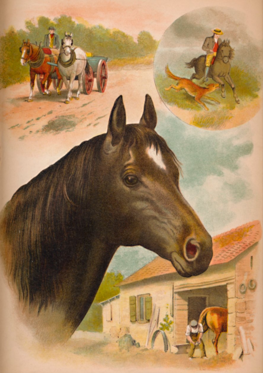 Le Cheval, vers 1900 - Helena J. Maguire