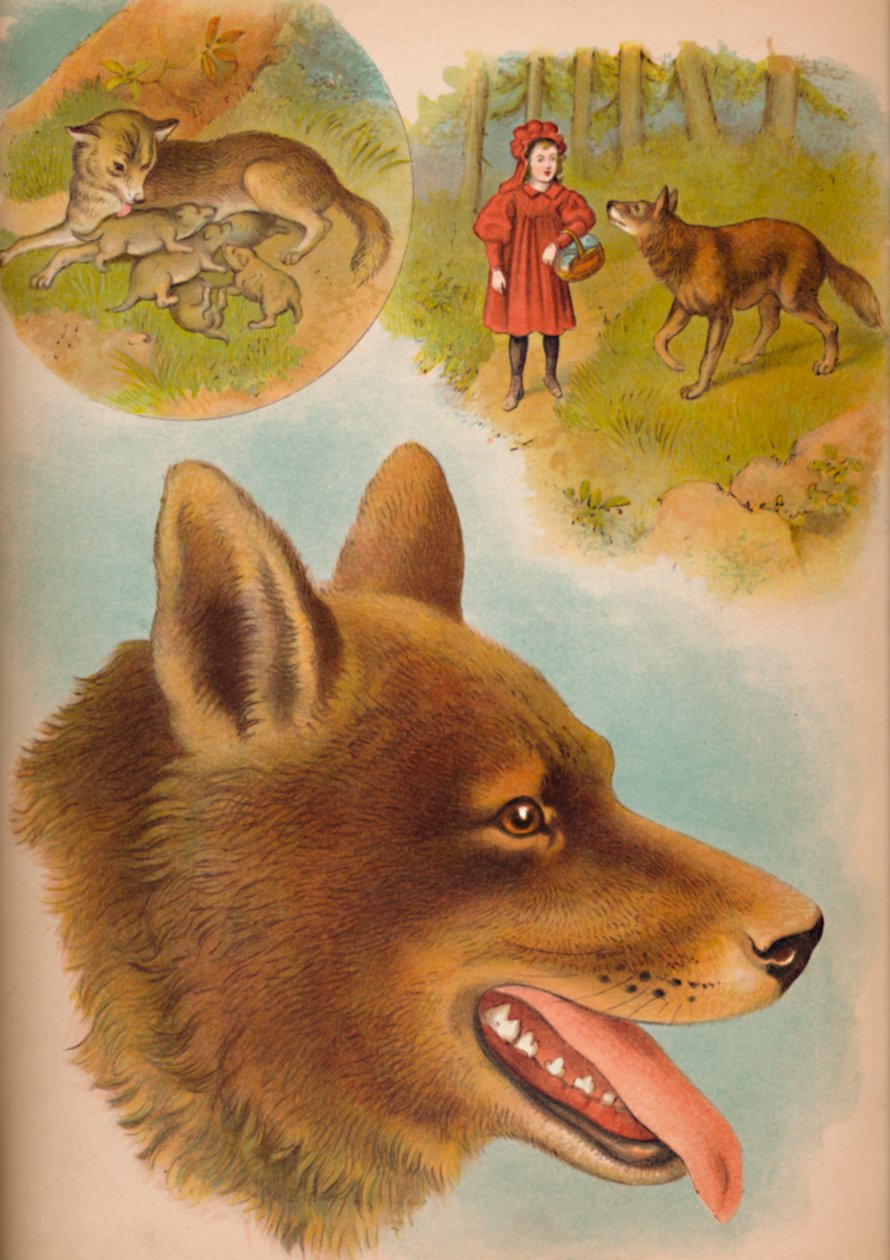 Le loup, vers 1900 - Helena J. Maguire