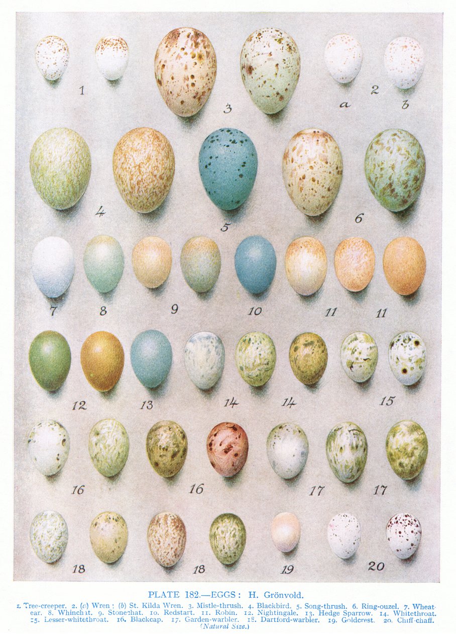 Œufs: Verdier: Chardonneret etc., illustration de 
