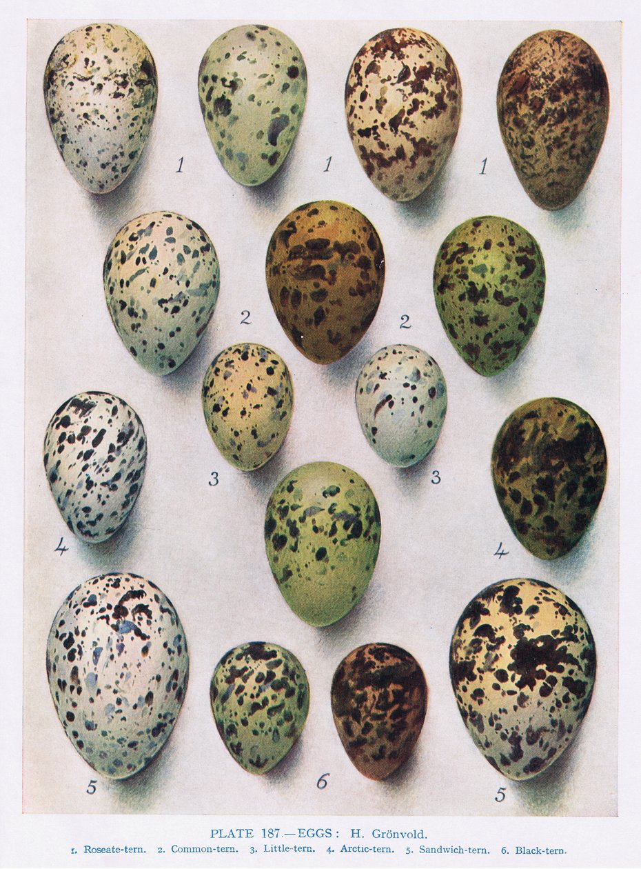 Œufs : Guillemot : etc, illustration de 