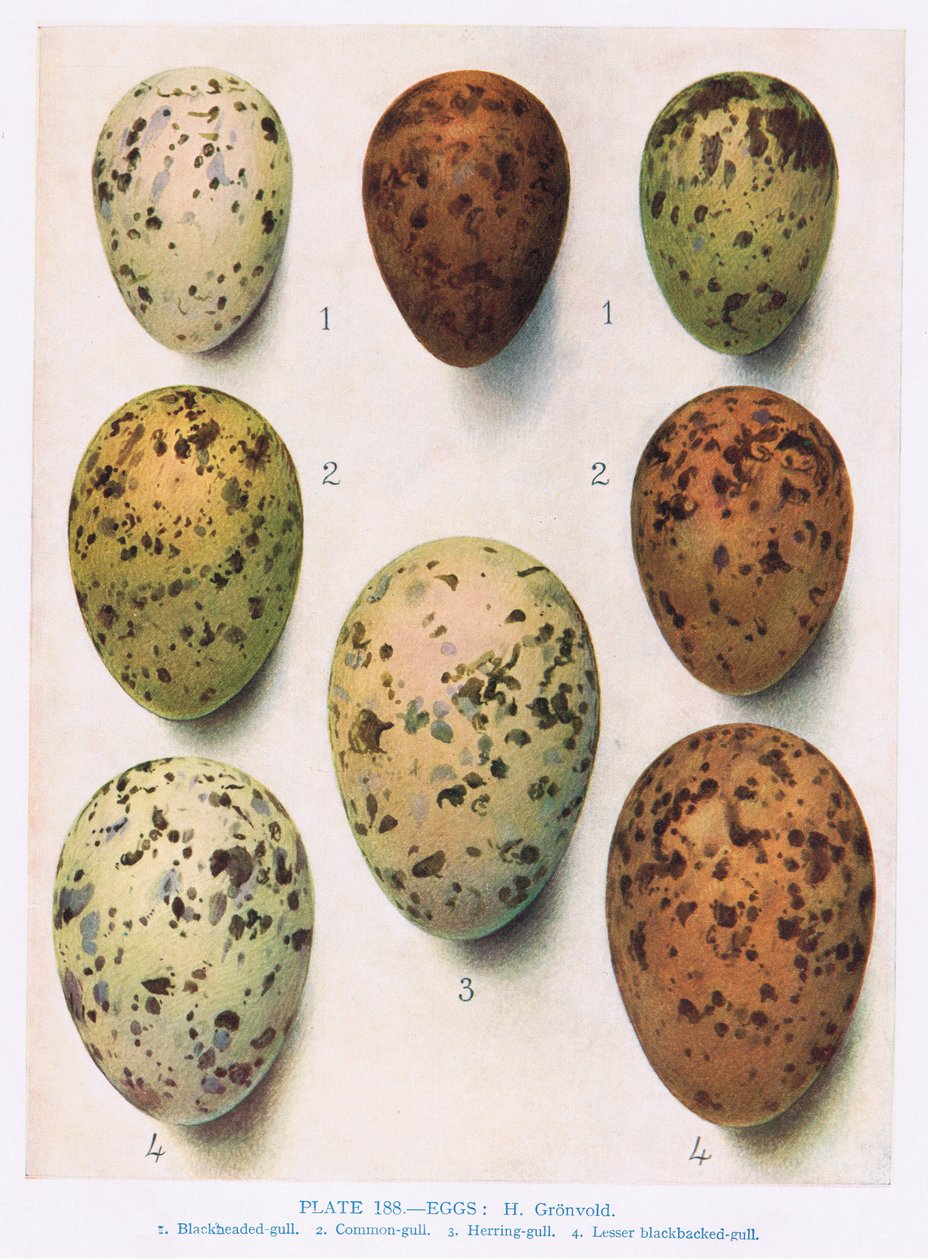 Œufs : Sterne rose : Sterne pierregarin : etc., illustration de 