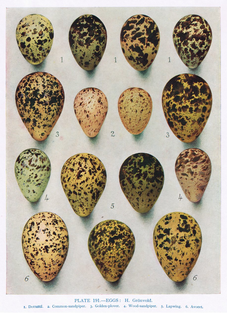Œufs: Bécasse: Bécassine: etc., illustration de 
