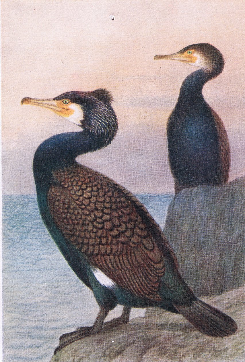 Cormoran, Cartes Postales, Années 1930 - Hendrik Gronvold