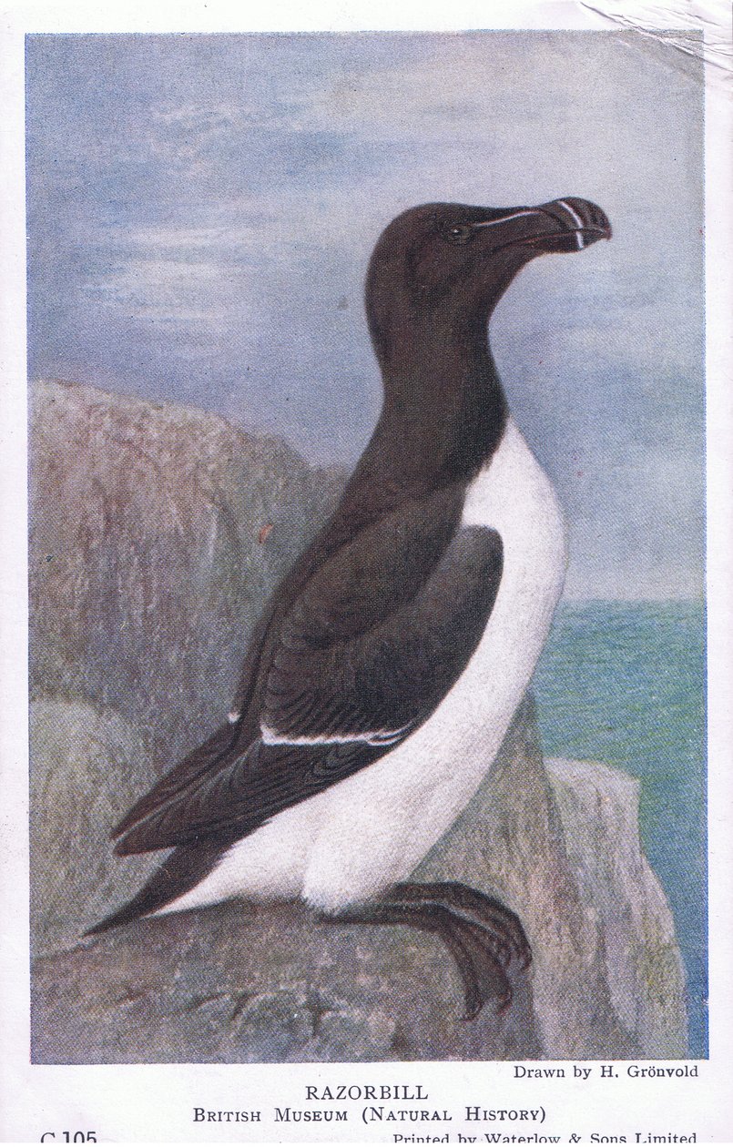 Petit Pingouin, Cartes Postales, Années 1930 - Hendrik Gronvold