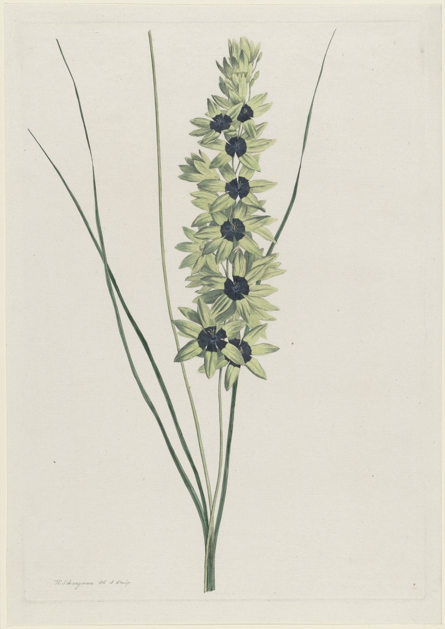 Iris africain (Ixia maculata viridis) - Hendrik Schwegman