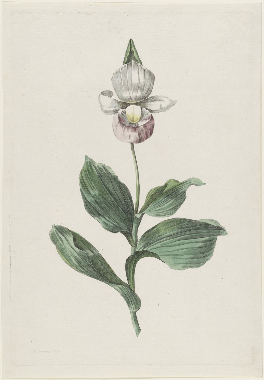 Orchidée Sabot de Vénus (Cypripedium reginae Walter) - Hendrik Schwegman