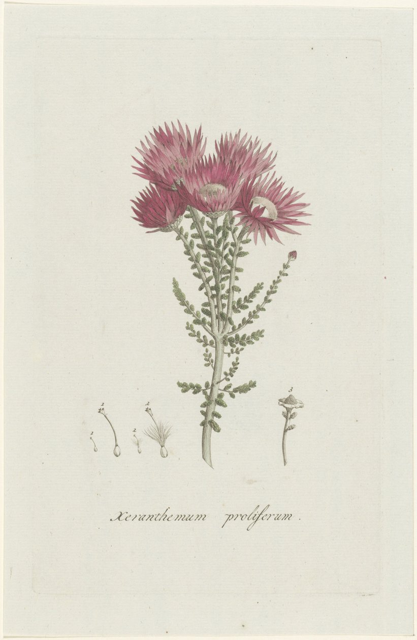 Phaenocoma prolifera Xeranthemum proliferum - Hendrik Schwegman
