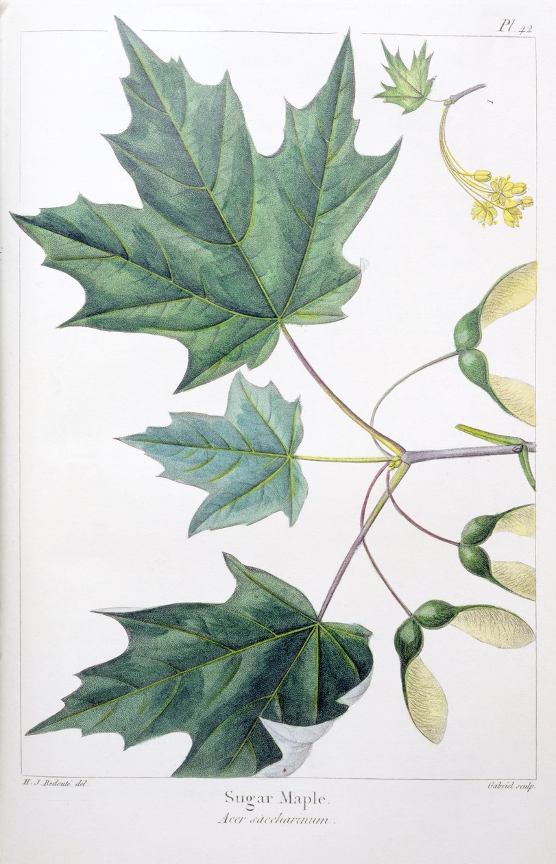 Érable à sucre - Pierre Joseph Redouté