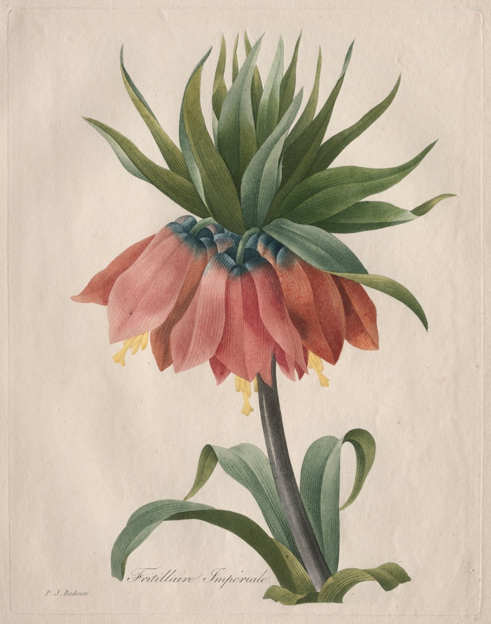 Fritillaire impériale, 1827 - Pierre Joseph Redouté