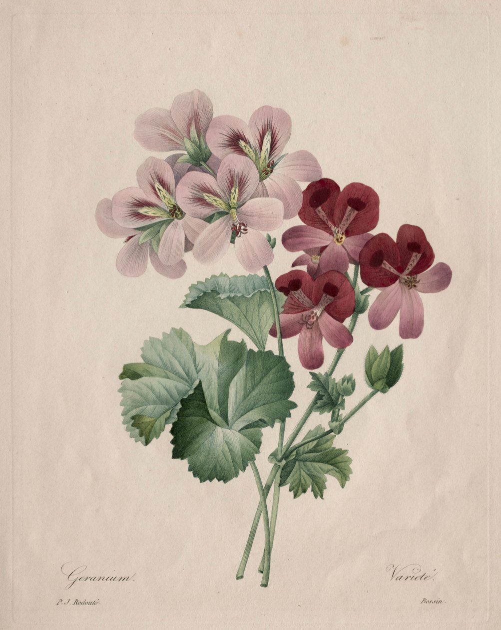 Géranium, 1827 - Pierre Joseph Redouté