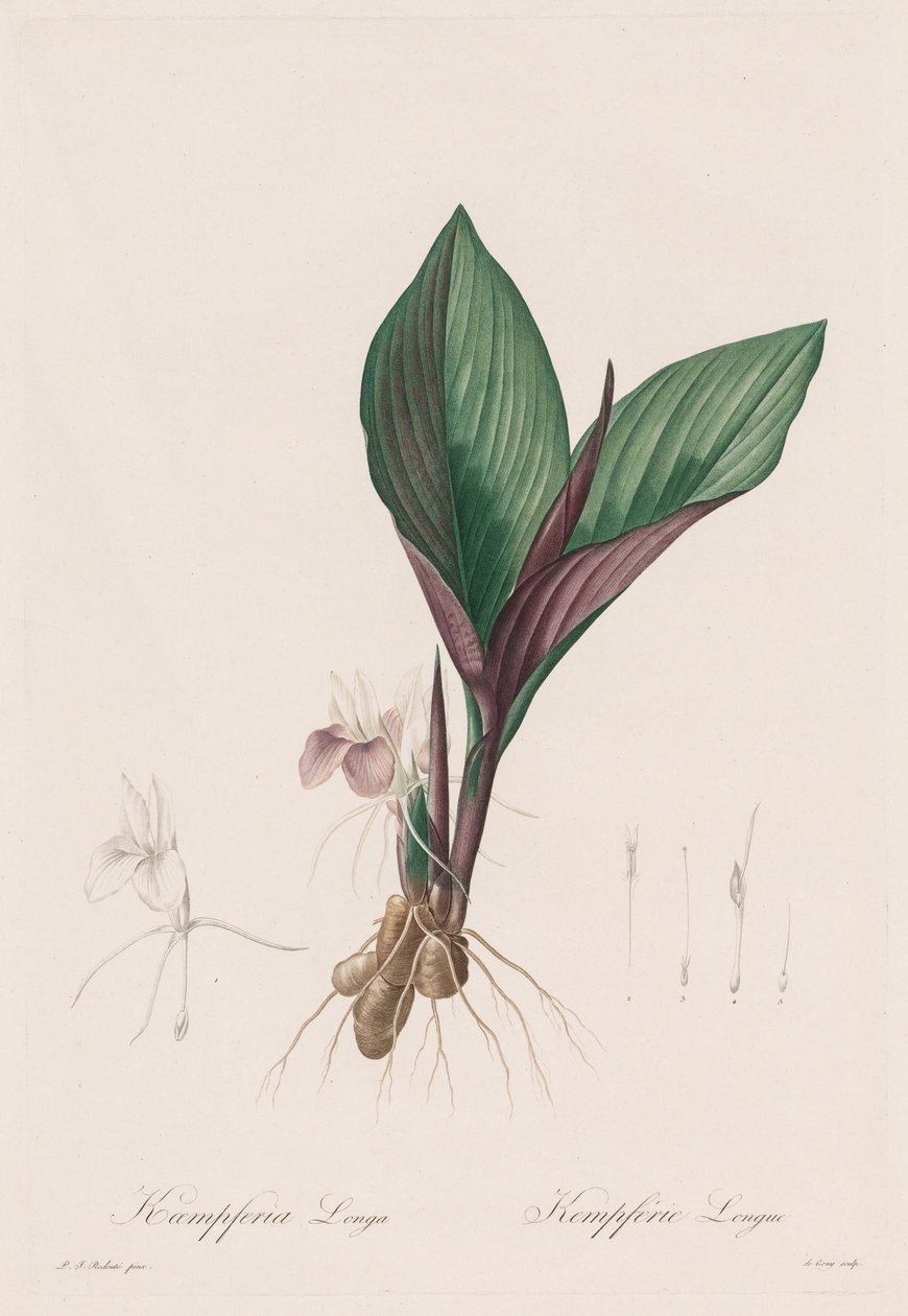 Les Liliacées : Kaempferia longa, 1802-1816 - Pierre Joseph Redouté