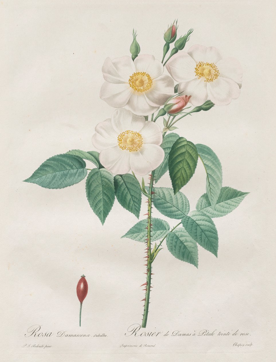 Les Roses : Rosa Damascena, subalba, 1817-1824 - Pierre Joseph Redouté