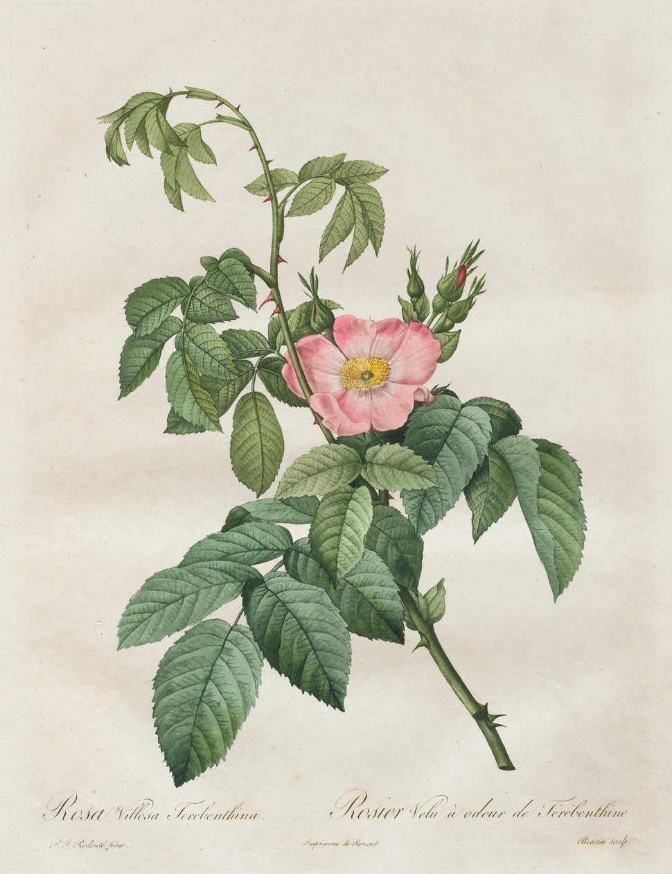 Les Roses : Rosa Villosa Terebenthina, 1817-1824 - Pierre Joseph Redouté