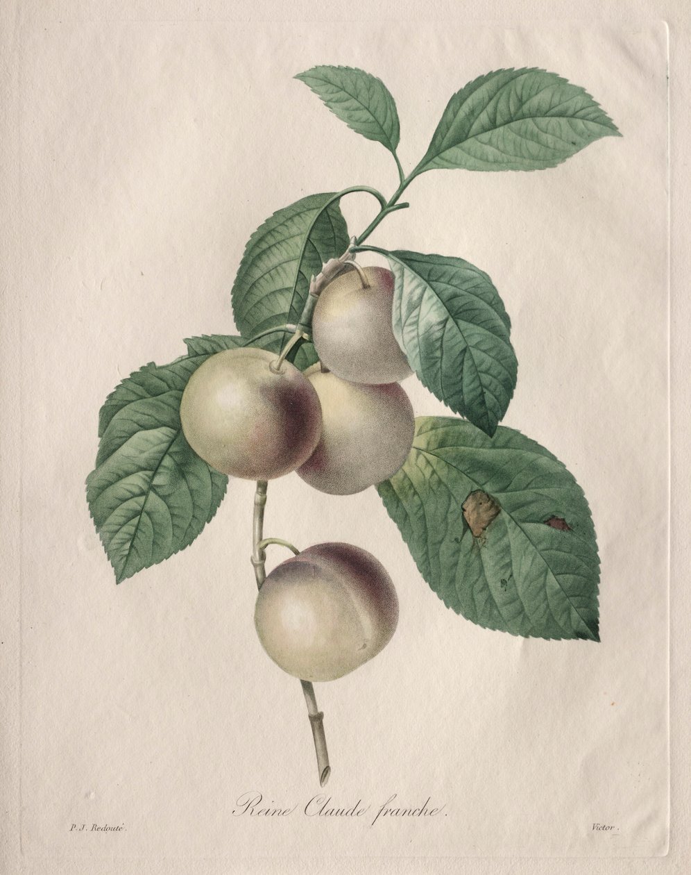 Reine Claude Prune - Pierre Joseph Redouté