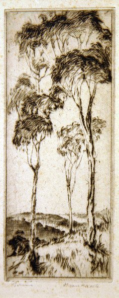 Eucalyptus - Henri van Raalte