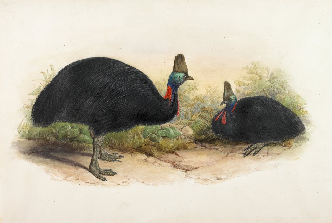 Casoar à casque, Casuarius casuarius - Henry Constantine Richter