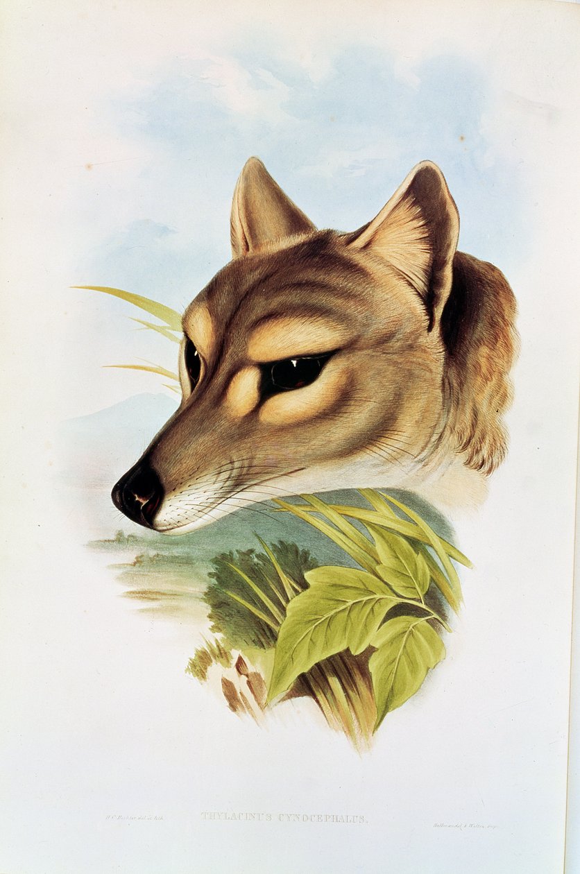Loup ou tigre de Tasmanie (thylacinus cynocephalus) - Henry Constantine Richter