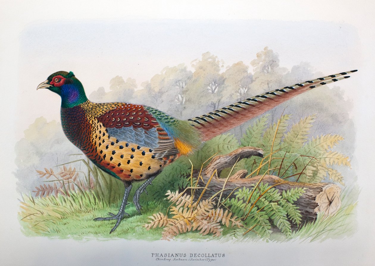 Phasianus Decollatus, 1906-7 - Henry Jones