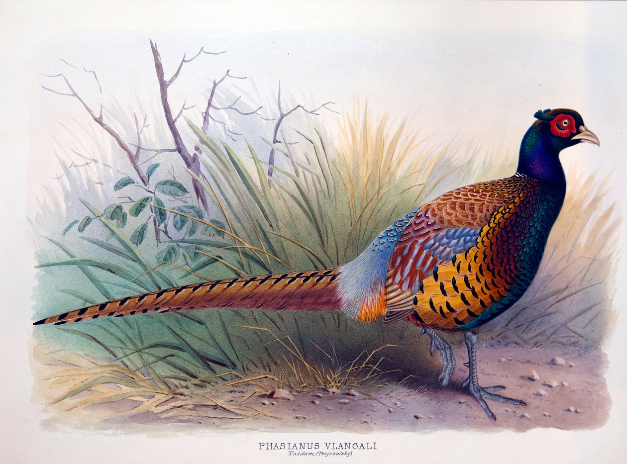 Phasianus vlangali, c.1896-1921 - Henry Jones