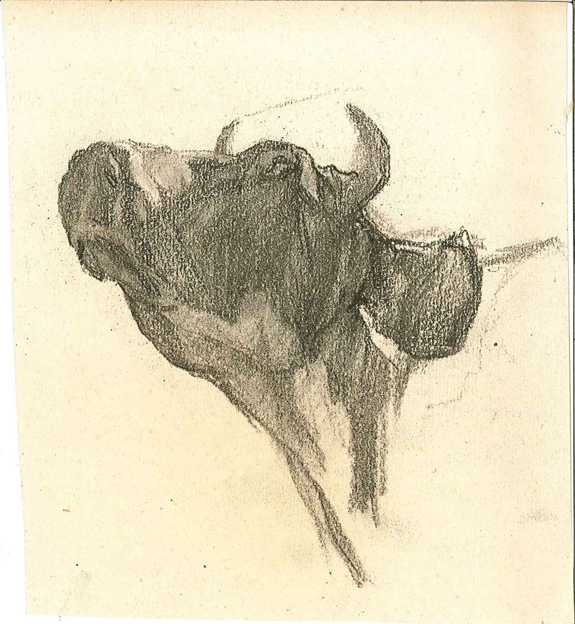 Vache - Henry Luyten