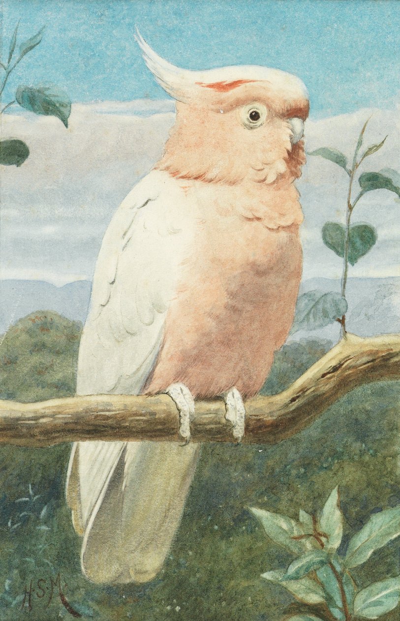 Cacatoès de Leadbetter - Henry Stacey Marks