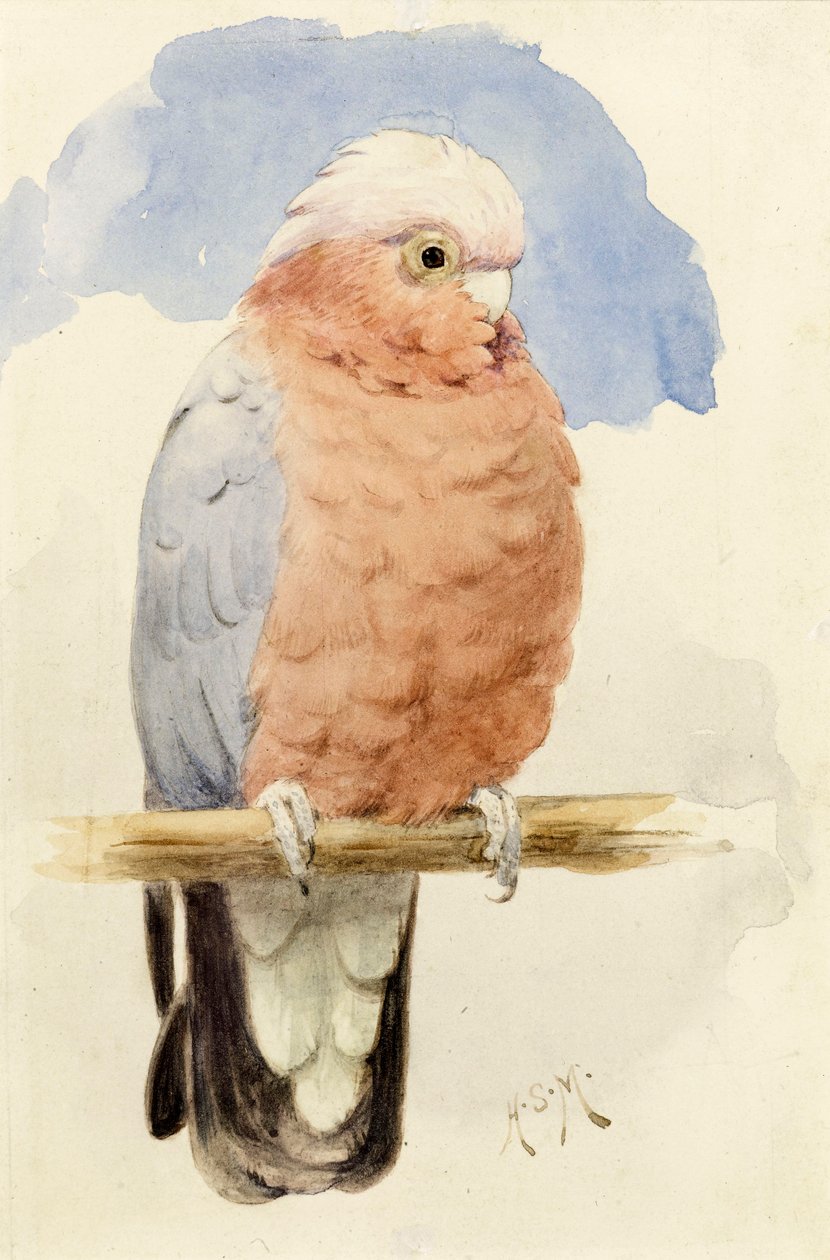 Un cacatoès à poitrine rose, c.1890 - Henry Stacey Marks