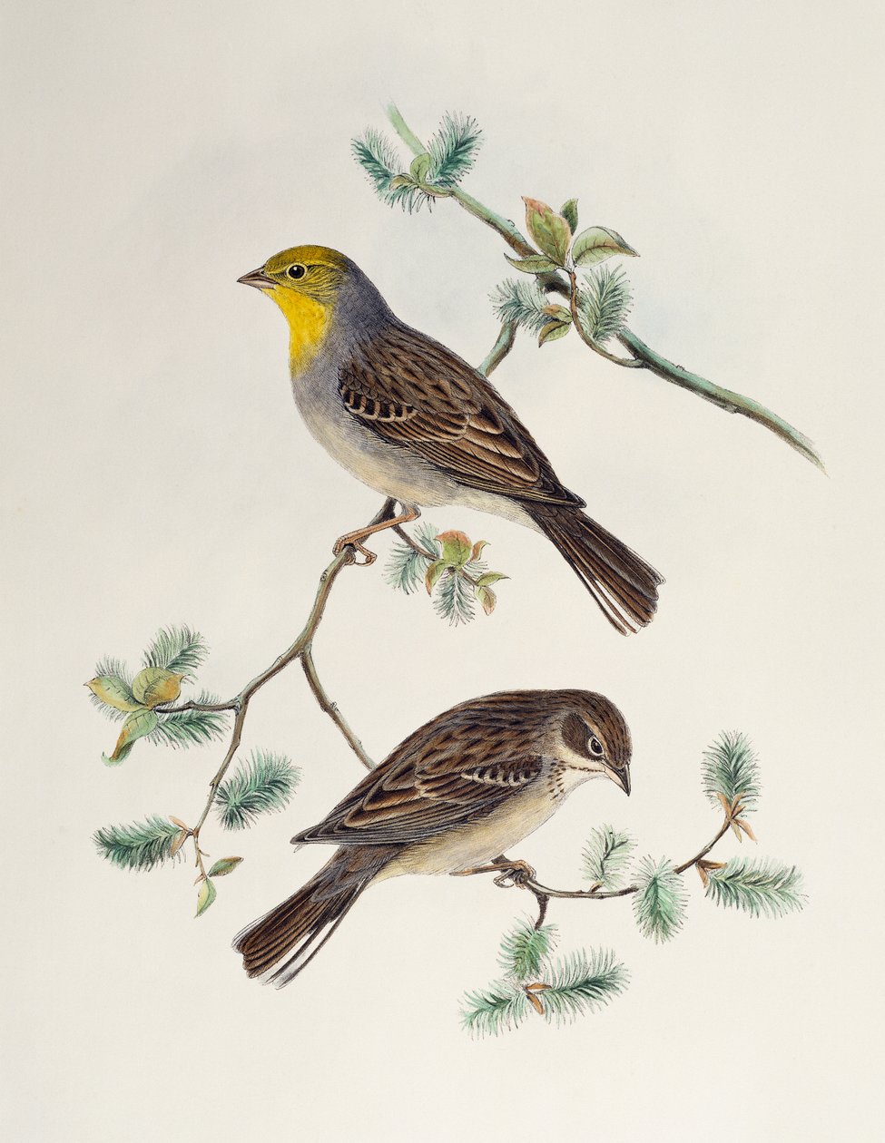 Emberiza cinerea, de Birds of Asia - Henry Constantine Richter