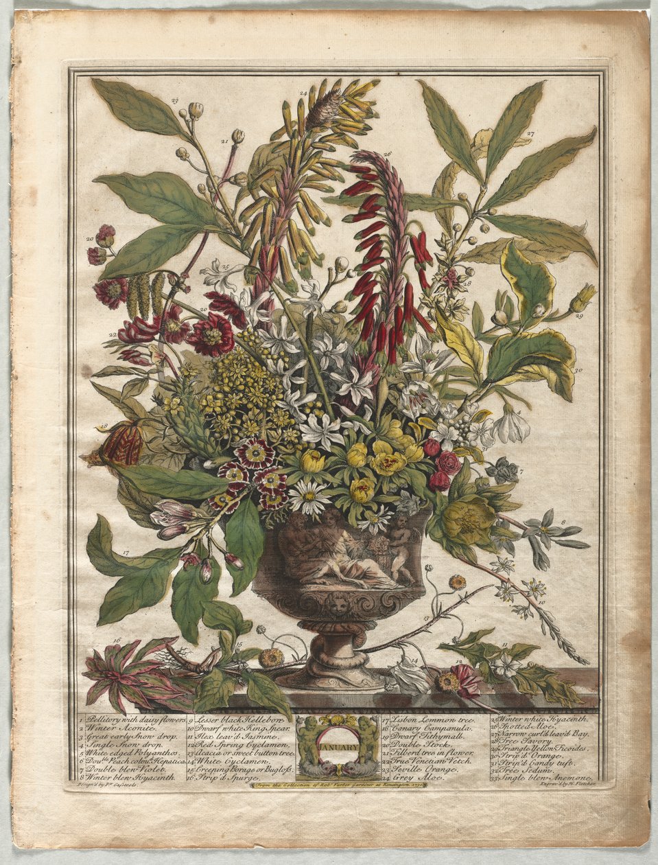 Douze Mois de Fleurs : Janvier - Henry Fletcher