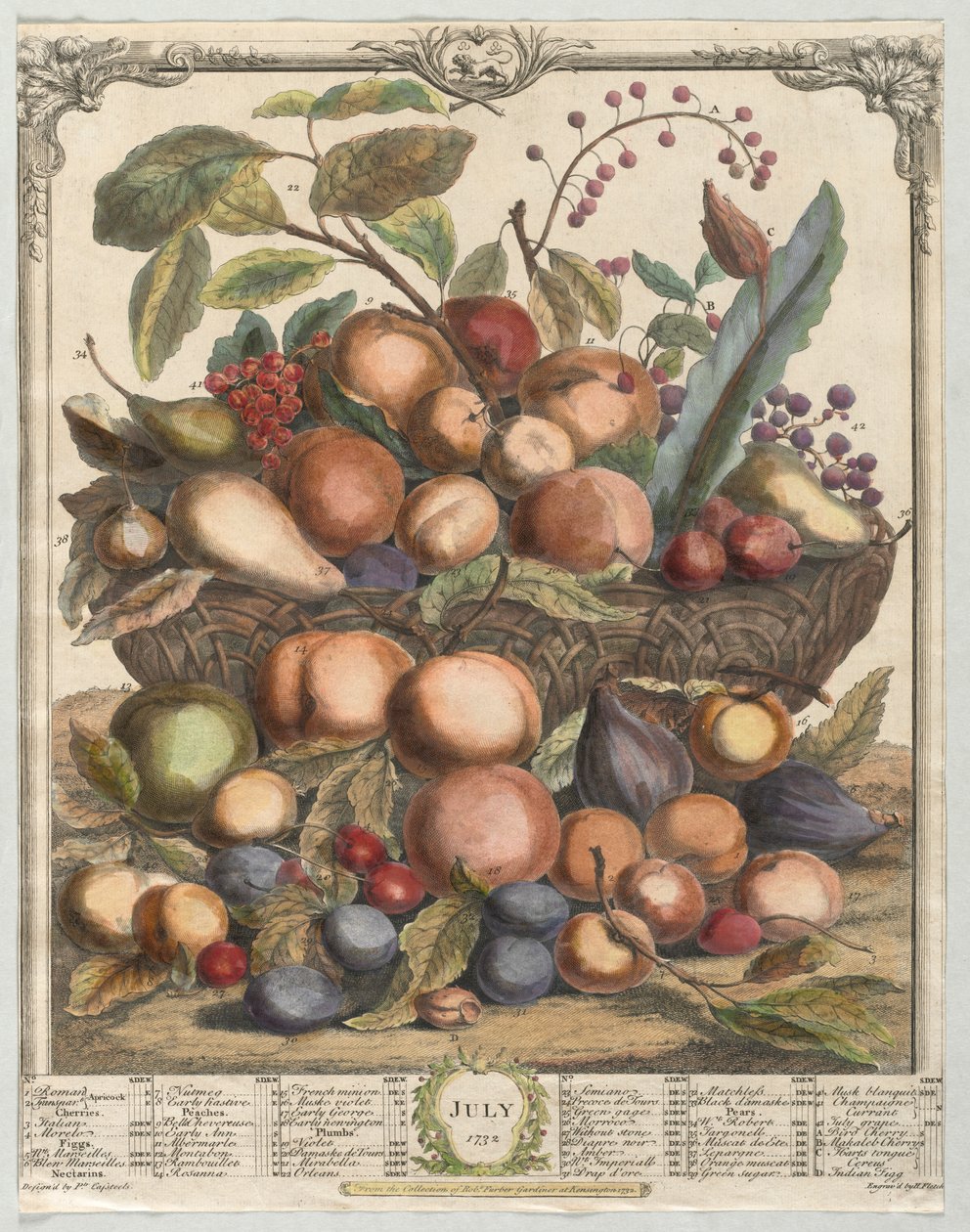 Douze mois de fruits : Juillet, 1732 - Henry Fletcher
