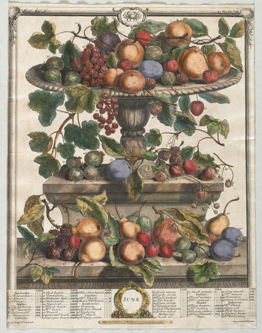 Douze mois de fruits : Juin - Henry Fletcher